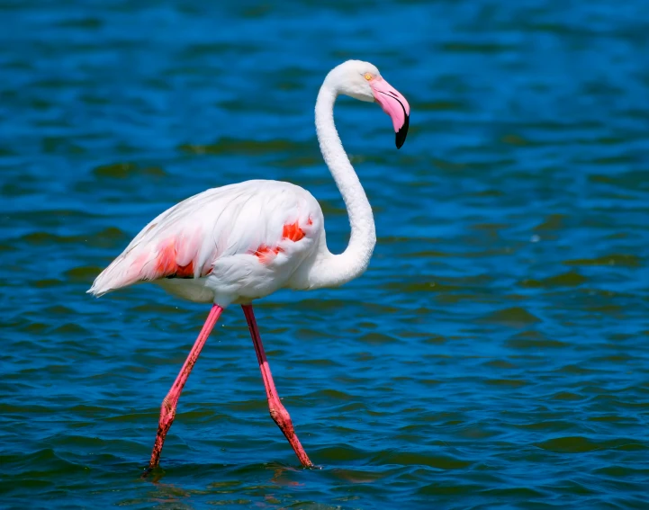pink flamingo with orange markings standing in a body of water