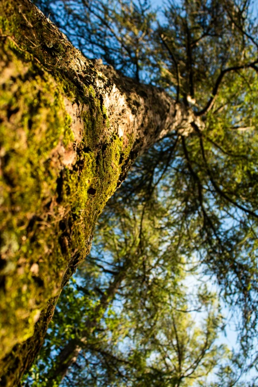 the tree is very tall and has green moss growing on it