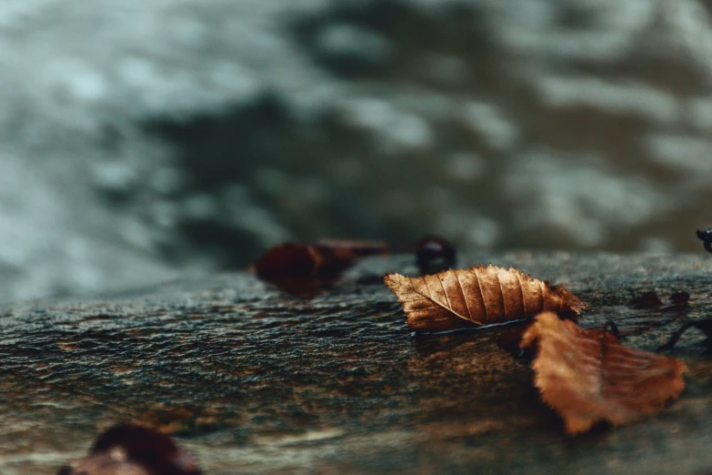 two brown leaves and one black bird on the ground