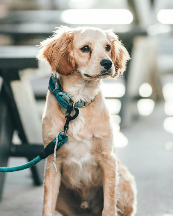 dog tied to bench waiting for owner at outdoor venue