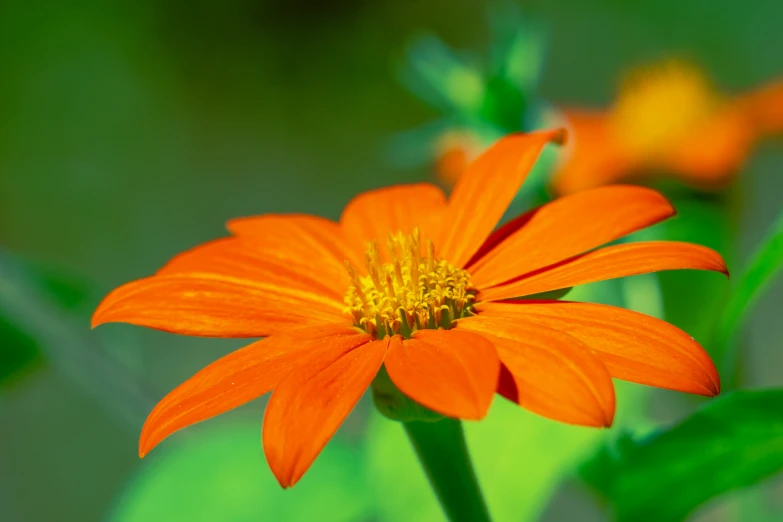 an orange flower is displayed in a garden