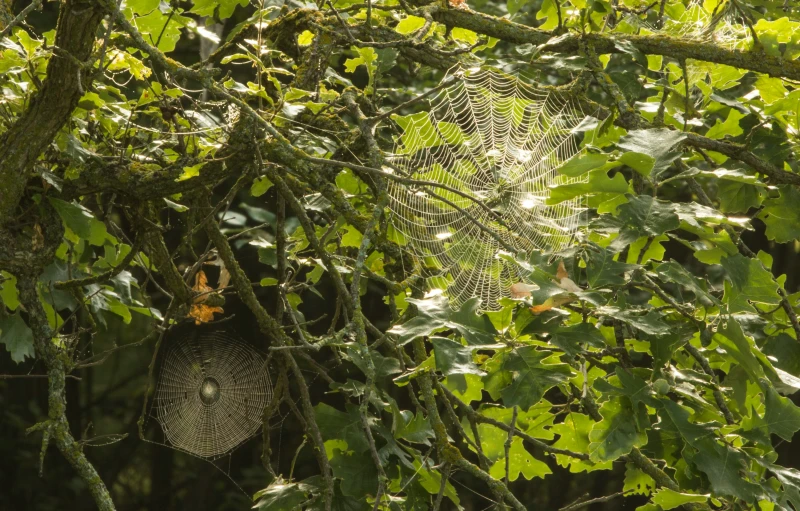 a spider web in the leaves of a tree