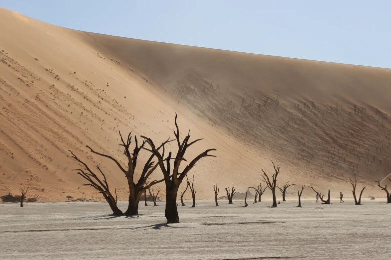 desert landscape with bare trees and mountain in distance