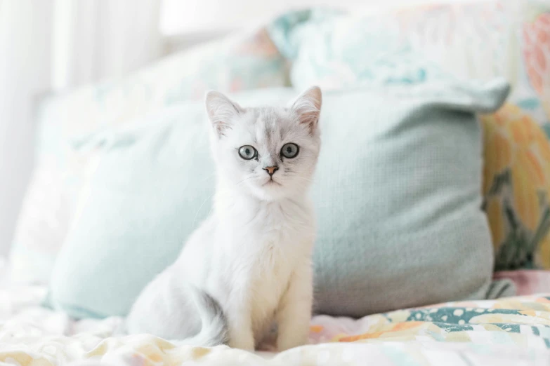 a small white kitten sitting on top of a bed