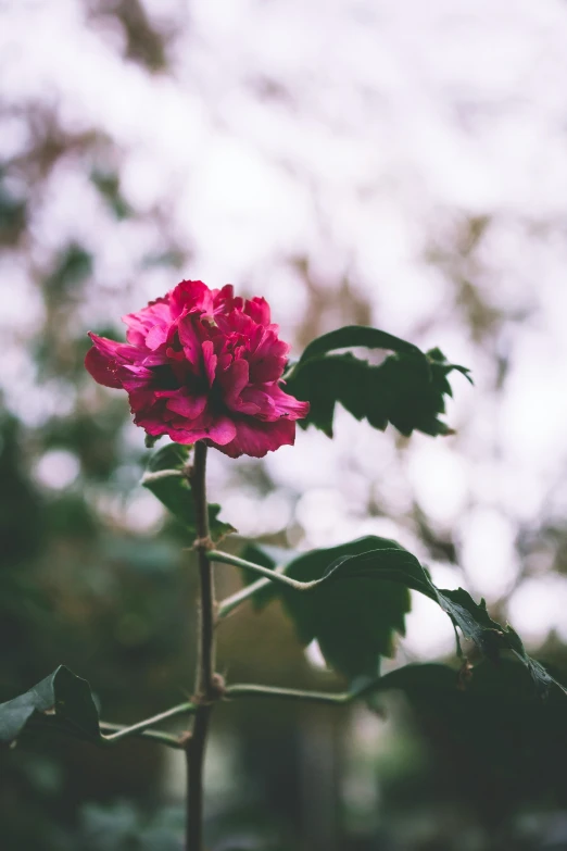 a single flower with leaves and blurry trees in the background