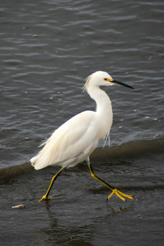 a white egret is walking through shallow water