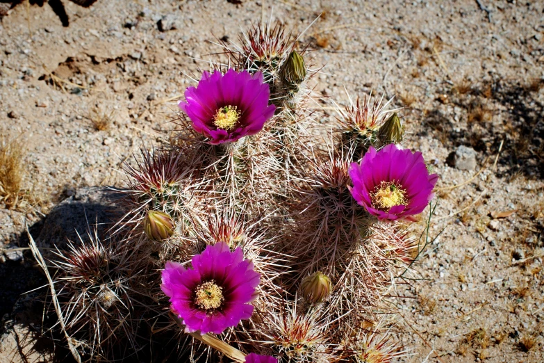 three flowers on a prick plant in a desert landscape