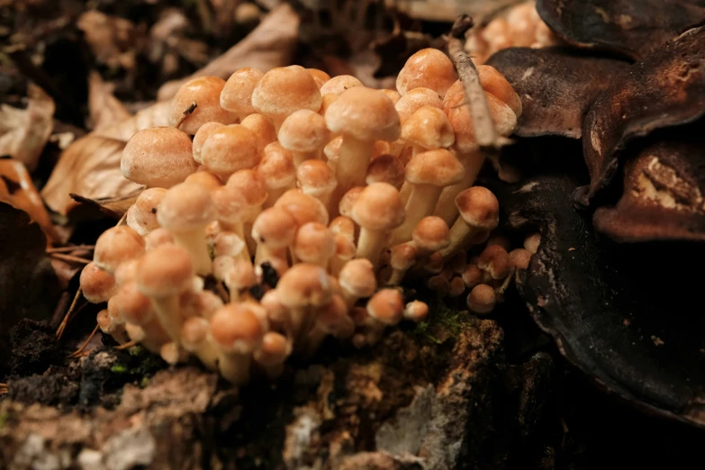 an orange mushrooms with white cap grows out of a  in the wood