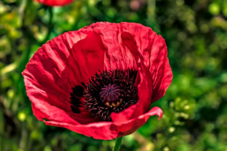 an image of red poppy growing in the wild