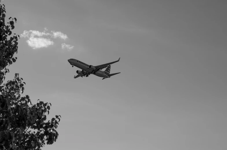 black and white pograph of an airplane over trees