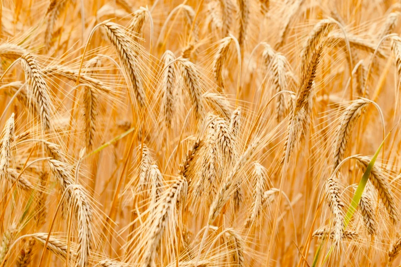 a closeup of a bunch of brown wheat