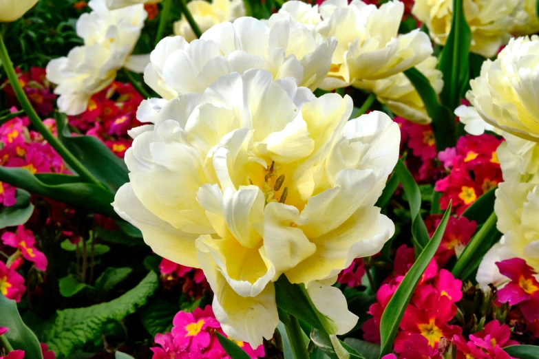 yellow and red flowers are together in a field