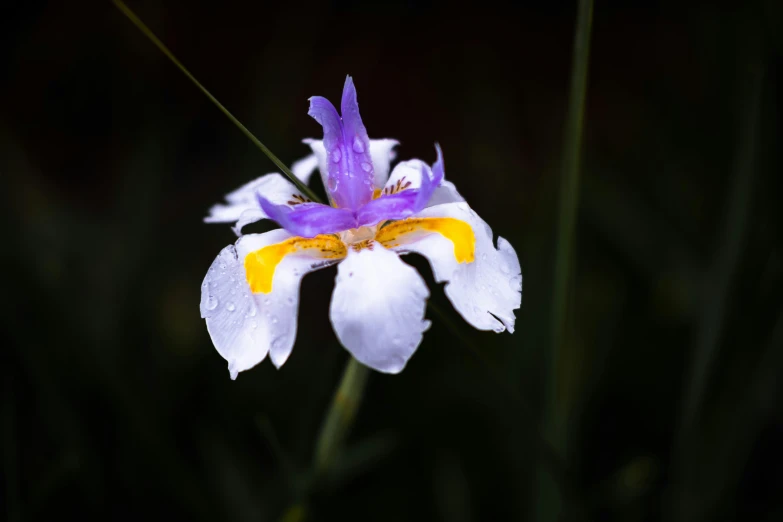 a purple and yellow flower with small white petals