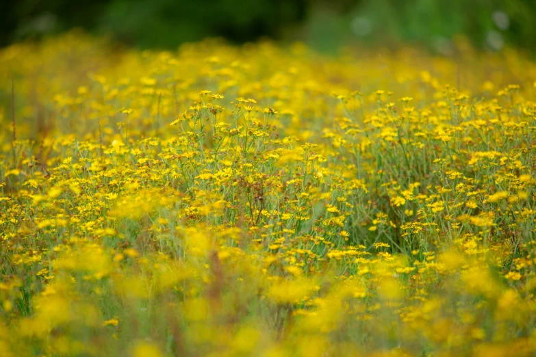 a field full of yellow flowers with green grass in the background