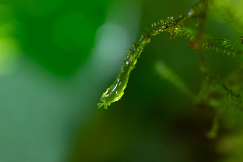 a close up of a leaf with drops of water on it