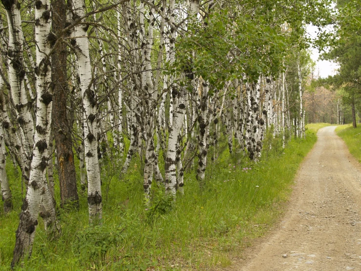 a dirt road is lined with a row of trees in a forest