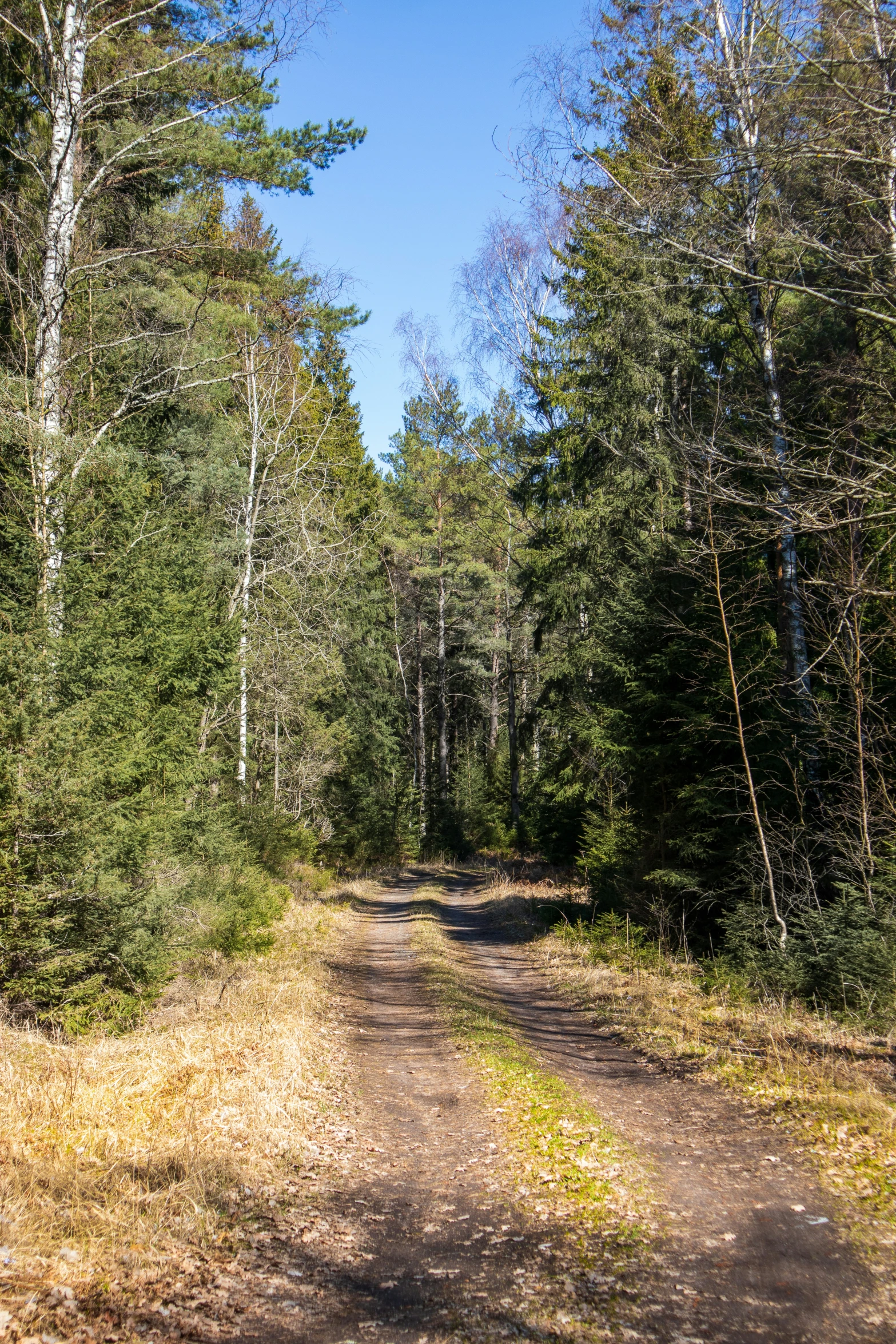 a dirt road surrounded by trees in the woods
