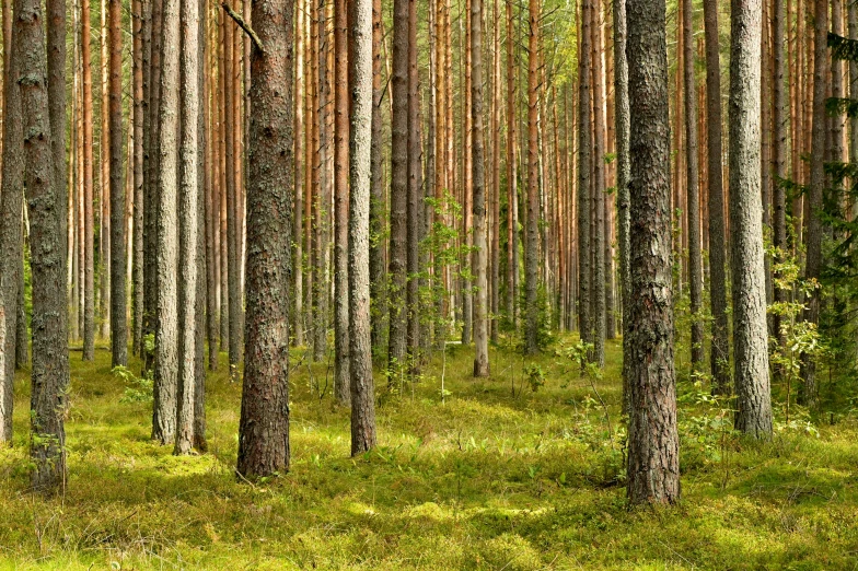 a forest is shown with tall trees and grass