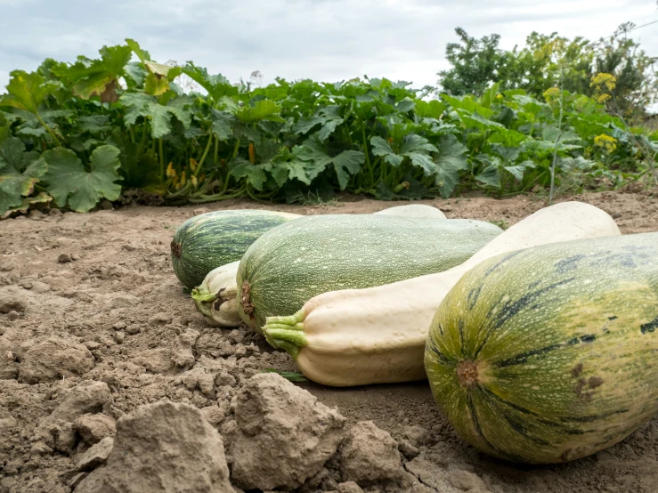 several gourds and squash are shown laying on the ground