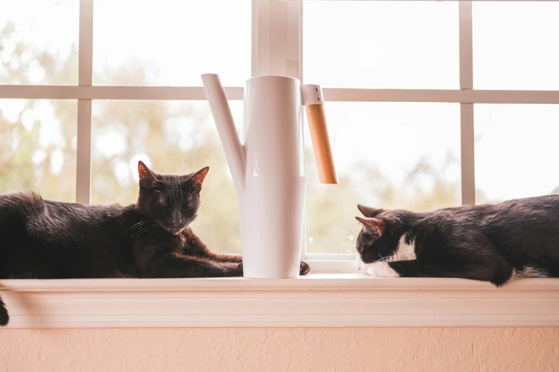 two cats on a window sill are seen looking outside