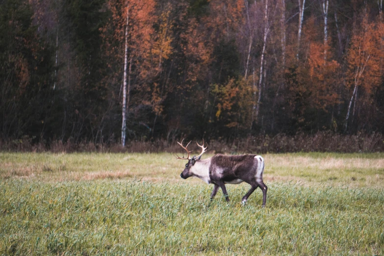 the deer has been running in the grass