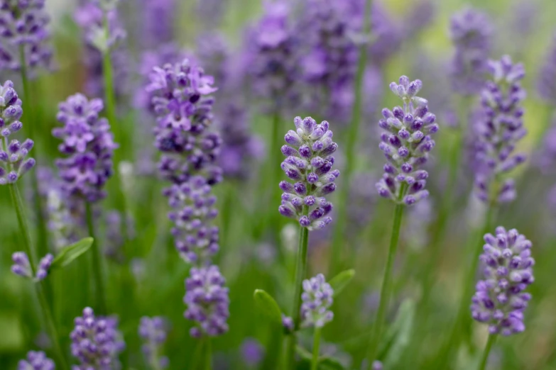 lavender flowers are the perfect lavender for the winter