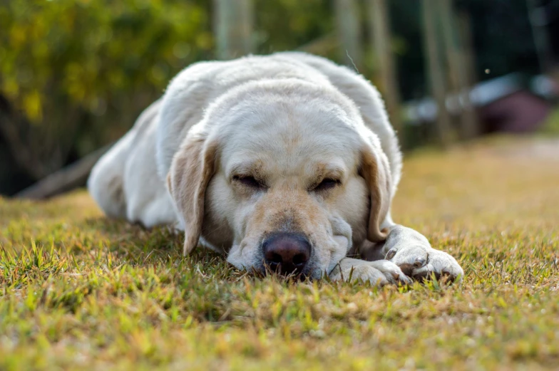 dog laying down in the grass with eyes closed