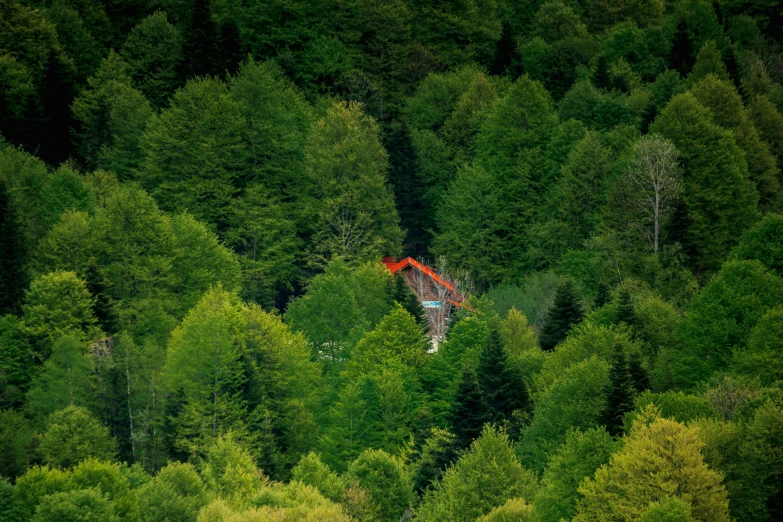 a cabin in the middle of a forest filled with trees