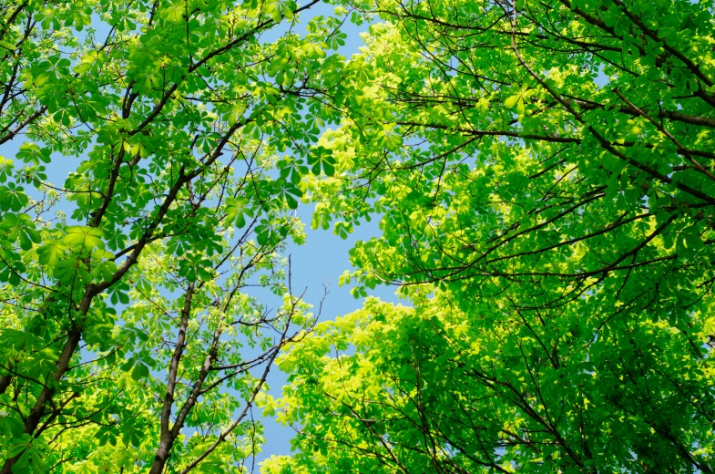 view up into the tree canopy and looking up