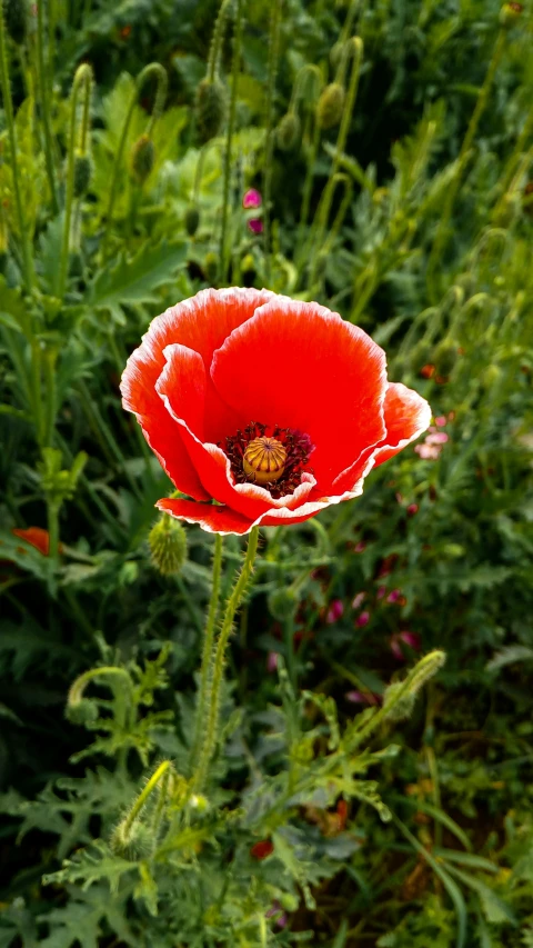 a flower growing in a grassy area of grass