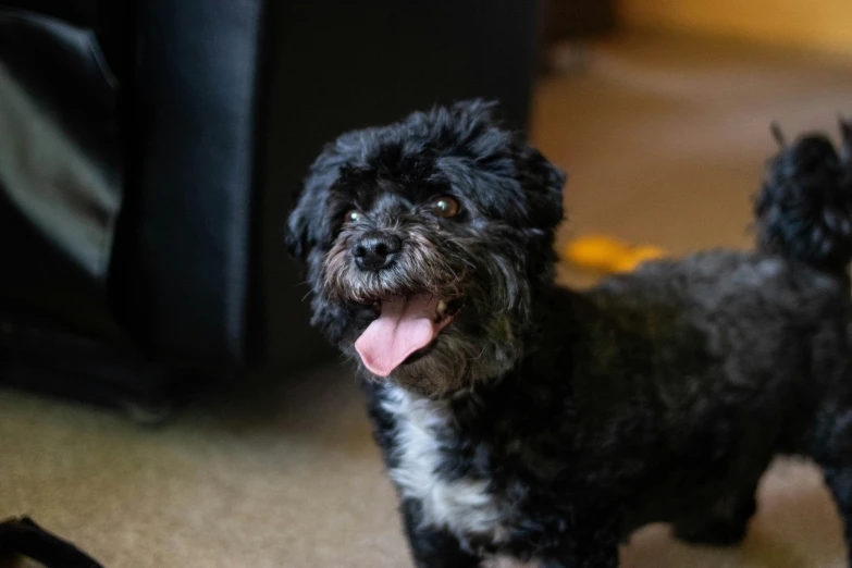 a black dog is standing on a carpet