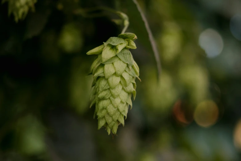 a small nch with an unripe plant like item hanging down