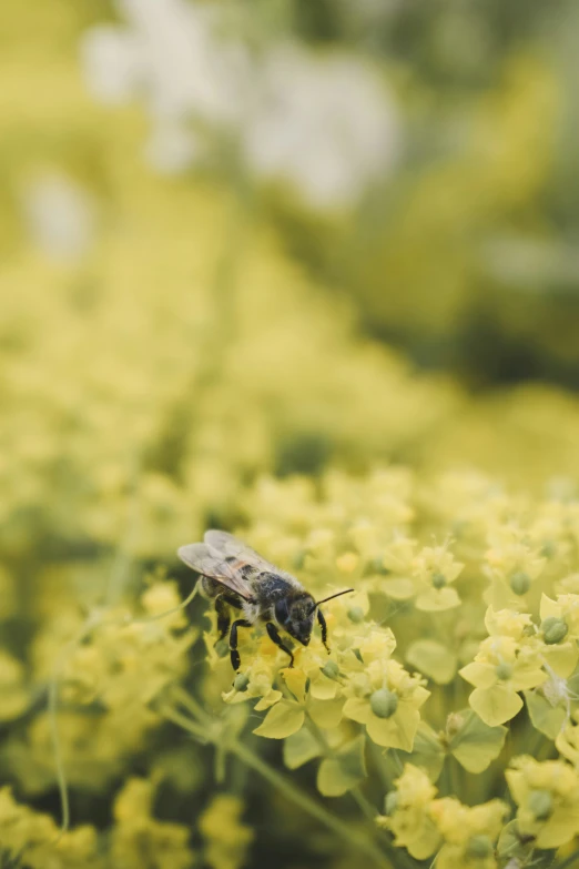 the small bee is standing on top of the yellow flower