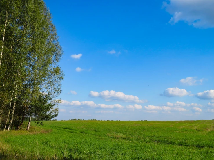 a large grass field with trees in the distance