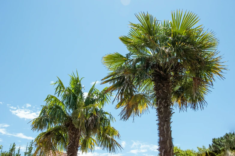 three palm trees sitting in the sand under a blue sky