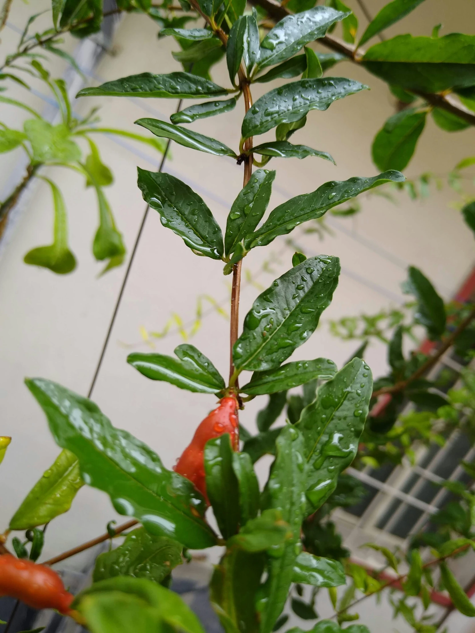 a leafy plant with some fruits on it