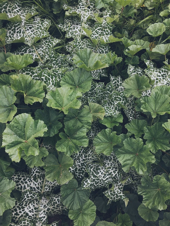 plants that are covering the ground with snow