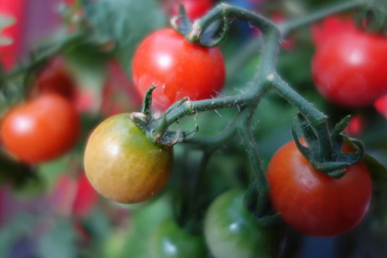 several small tomatoes are growing on the plant