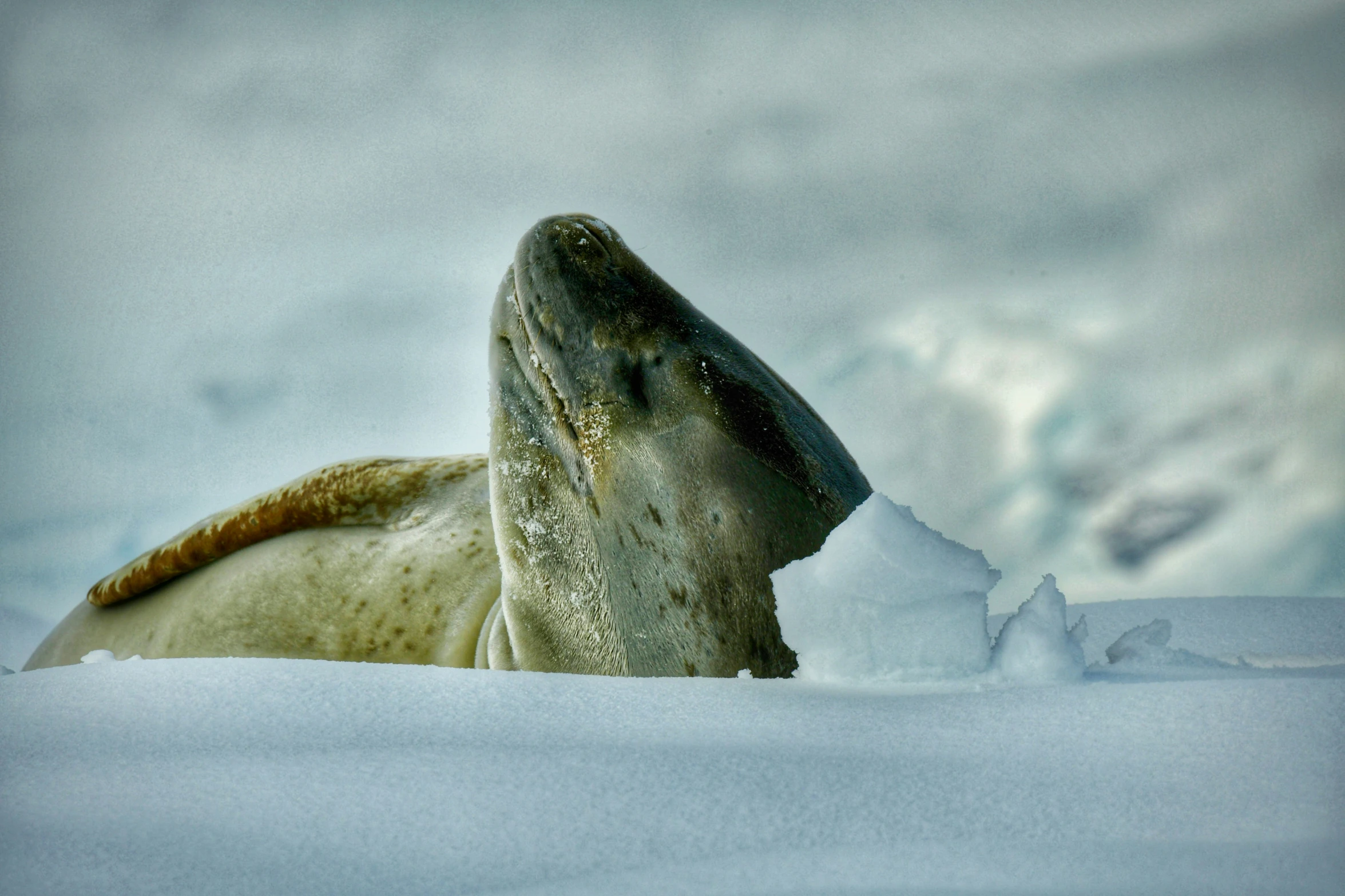 a gray seal that has its head resting on the snow