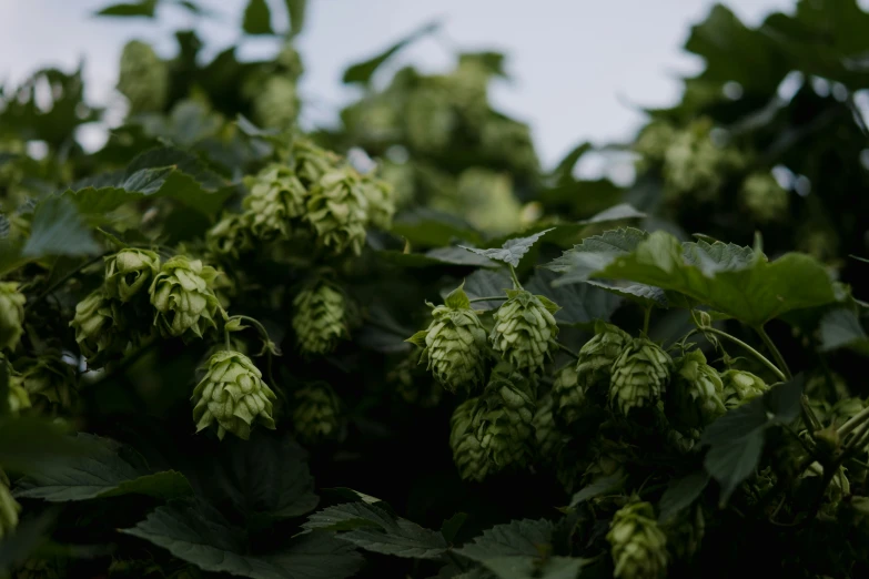 bunches of green beer buds growing in a large group