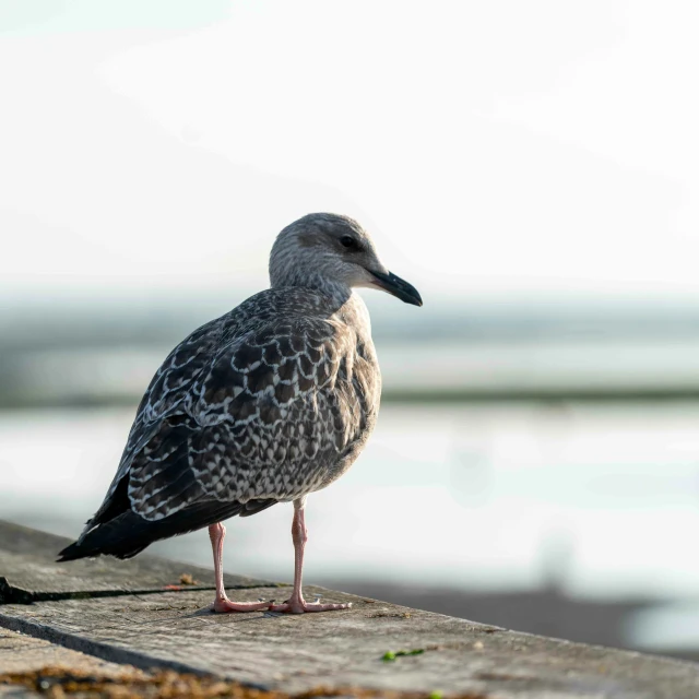 a seagull sitting on top of a wooden plank