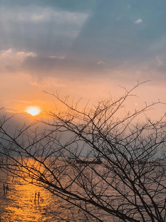 a tree that is sitting by the water