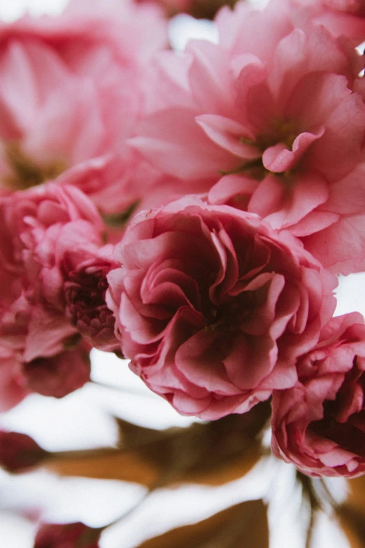 some pretty pink flowers growing out of a vase