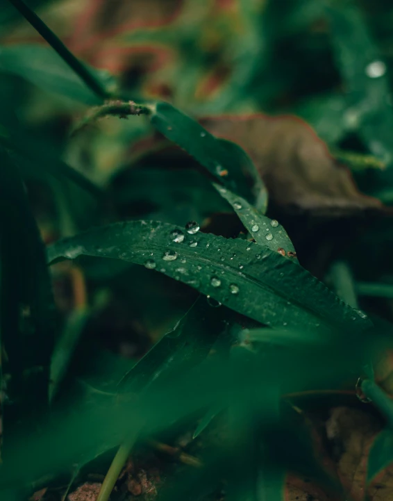 leaves and drops of water on the ground