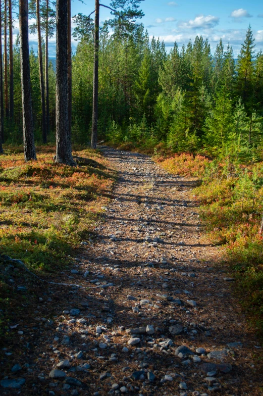 the path in the woods is rocky and has stones on it