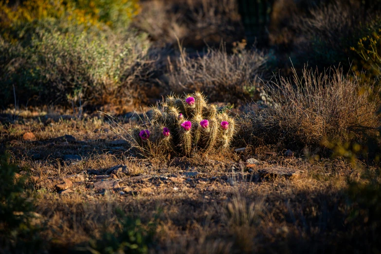 cactus on ground near bushes with shrubs in background