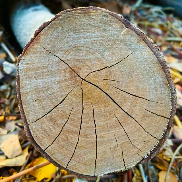 the wood is cut into quarters and sits in the floor