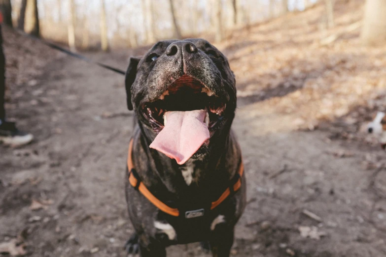 a dog has his tongue out with it's mouth open