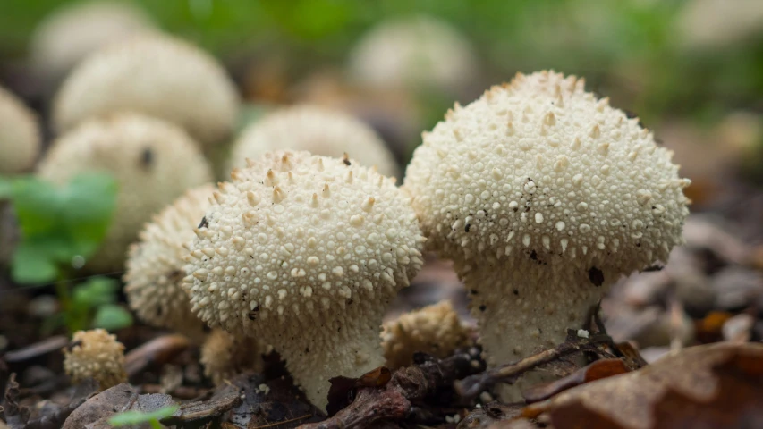 three little mushrooms sitting in the dirt