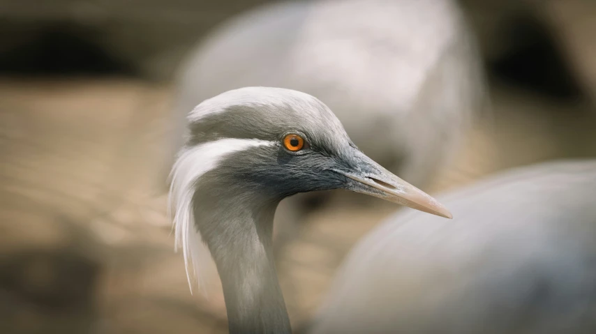 this is a close up po of two egrets